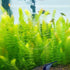 Swimming (1 Creatures Live Aquarium Plants Large Bunch Hornwort)