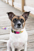 Country Brook Petz Deluxe Paint Splatter Dog Collar - Made in The U.S.A., Groovy Collection (1 Inch, Large)