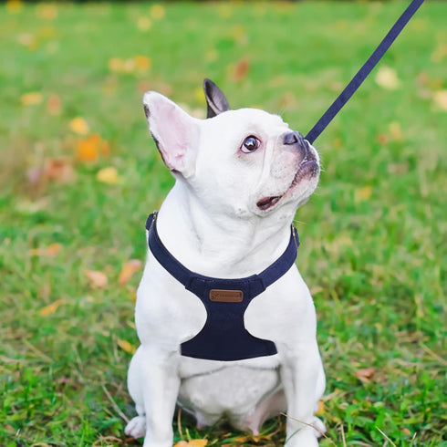 Dog Harness and Leash Set, XS No Pull Adjustable Puppy Harness with Denim Blue Leash and Collar for Small Dogs