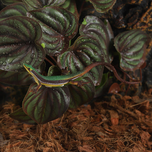 Fake Reptile Plants for Terrarium, Turtle Tank Plants with Suction Cup