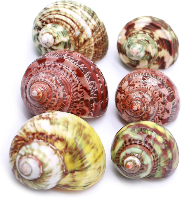 Unstained Natural Hermit Crab Shells, 6 PCS Pearl Turbo Seashell for Décor, Size 1.5" - 2"