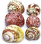 Unstained Natural Hermit Crab Shells, 6 PCS Pearl Turbo Seashell for Décor, Size 1.5" - 2"