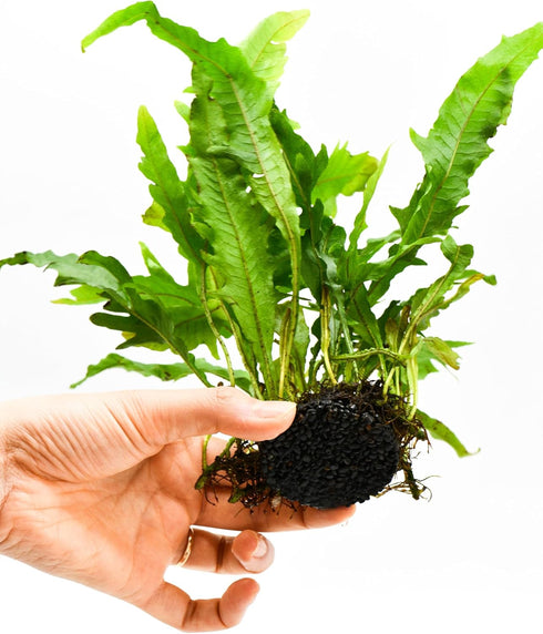 Generic Java Fern Live Aquarium Plants Windelov, Narrow Leaf & More Easy Aquascaping Plants for Freshwater Tanks, Low