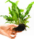 Generic Java Fern Live Aquarium Plants Windelov, Narrow Leaf & More Easy Aquascaping Plants for Freshwater Tanks, Low