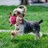 Toozey 7 Pack Small Dog Toys - Puppy Teething Toys - Durable Ropes and Cute Calf Squeaky Dog Toys