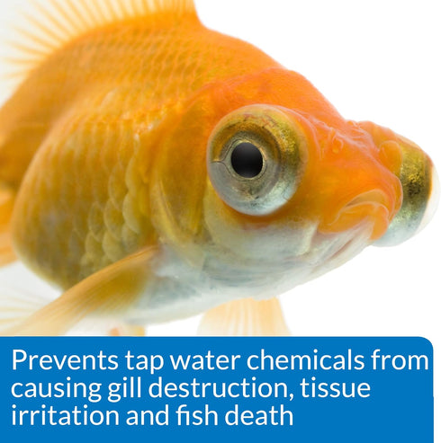PACK 1.25-Ounce API GOLDFISH CARE Aquarium Water Conditioner Bottle