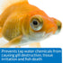 PACK 1.25-Ounce API GOLDFISH CARE Aquarium Water Conditioner Bottle