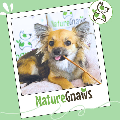 5-6" (15 Count) Nature Gnaws Super Skinny Bully Sticks for Small Dogs - Long Lasting for Light Chewers and Puppies