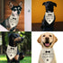 Luptiteuy Promoted to Big Brother Baby Announcement Dog Bandana Gender Reveal Gift Pregnancy Announcement Photo Prop
