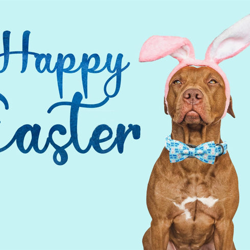 Dog Collar, Easter Day Adjustable Collar with Bunny Print Bowtie for Medium Small Large Dogs, Cute Gift