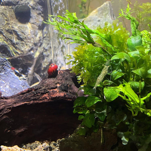 PLANTEREST BUY2GET1FREE Java Fern Windelov Microsorum Pteropus Loose US Grow Live Aquarium Plant Tropical Freshwater