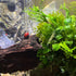 PLANTEREST BUY2GET1FREE Java Fern Windelov Microsorum Pteropus Loose US Grow Live Aquarium Plant Tropical Freshwater