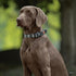 ANDA Martingale Dog Collar with Quick Release Buckle, Soft No Slip Ideal for Daily Walking and Training (Black and