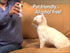 16 oz, Dr. George's Pet Mouthwash - Fresh Breath & Healthy Gums