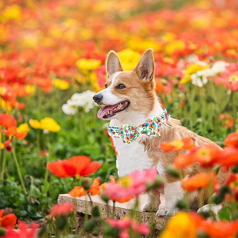 Soft Cute Dog Collar with Bow Tie, Flowers Print Adjustable Pet Collar with Metal Buckle, Gift Collar for Medium Dogs