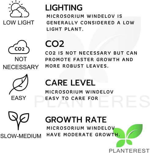 PLANTEREST BUY2GET1FREE Microsorum Java Fern Windelov Bundle Live Aquarium Plants