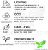 PLANTEREST BUY2GET1FREE Microsorum Java Fern Windelov Bundle Live Aquarium Plants