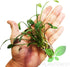 PLANTEREST BUY2GET1FREE Cryptocoryne Lutea Potted Tropical Easy Live Aquarium Plants Decorations for Fish Tank