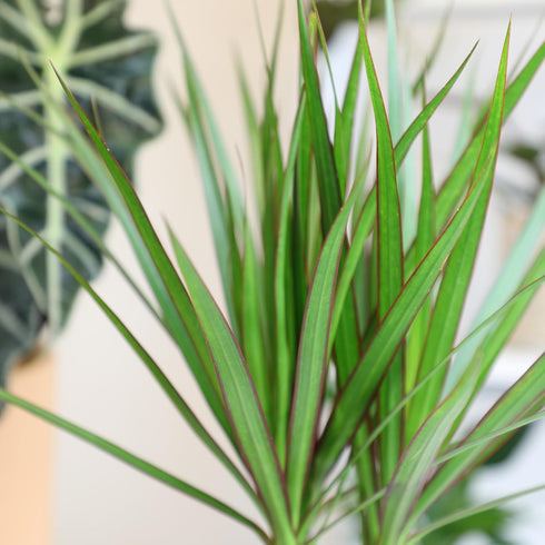 6" Live Dracaena Marginata, Easy House Plant Decor in White Pot, Dragon Tree, Real Office Plants, Decorative Gifts by
