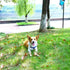 Retractable Dog Leash 10/16FT, Lightweight with Non-Slip Handle for Small Medium Dogs, Gray Blue