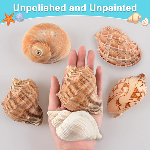 Hermit Crab Shells - Large 6pcs Natural Conch Shells (Size 2.8" - 3.8") for Habitat and Decorations