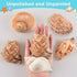 Hermit Crab Shells - Large 6pcs Natural Conch Shells (Size 2.8" - 3.8") for Habitat and Decorations