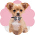 PET SHOW Adjustable Cute Dog Bow Ties Collar for Small Dogs Puppy Cats Bowties Neckties Pack of 50 Assorted Randomly