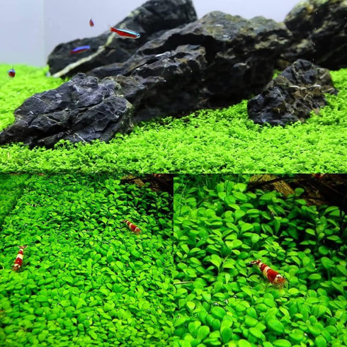 2 Pack Aquarium Small Leaf Grass, Creates Lush Green Carpet for Fish Tanks