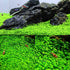 2 Pack Aquarium Small Leaf Grass, Creates Lush Green Carpet for Fish Tanks