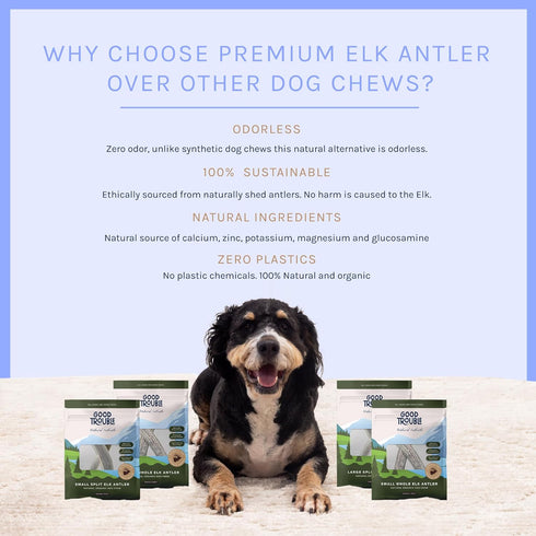 Premium Elk Antlers for Large Dogs by Good Trouble Pets - All-Natural Shed Antler Chews for Dental Health & Calming