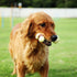 Tikaton Dog Chew Toys, Durable Peanut Butter Flavor Bones for Large/Medium/Small Puppies, Aggressive Chewers