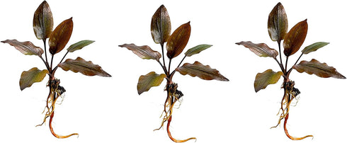 Generic Cryptocoryne wendtii Red Live Aquarium Plants, 3 Pack, Indoor Aquatic Plant