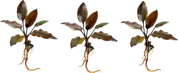 Generic Cryptocoryne wendtii Red Live Aquarium Plants, 3 Pack, Indoor Aquatic Plant