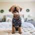 CuteBone Small Dogs Outfit - Soft Puppy Onesies Pjs Dog Pajamas Pet Coat for All Seasons (P73S)