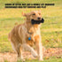 VANFINE Tough Squeaky Dog Toys for Aggressive Chewers, Durable Chew Toys for Large Breed, Non-Toxic Natural Rubber Beef