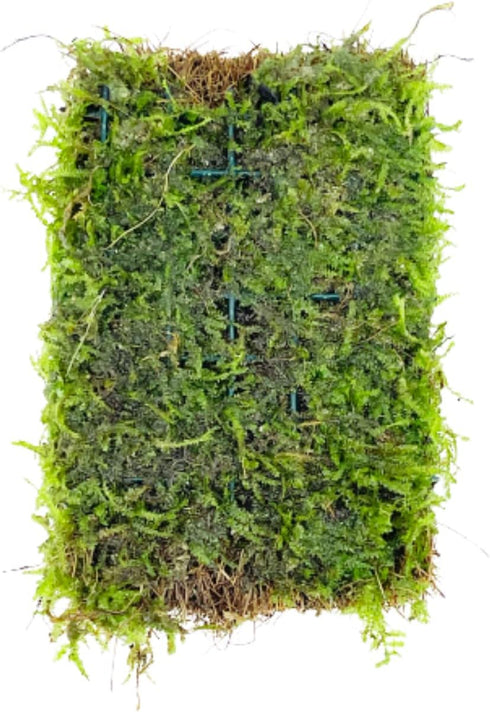 PLANTEREST Java Moss Vesicularia Dubyana Mats US Grow Live Aquarium Plant Tropical Freshwater