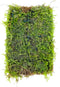 PLANTEREST Java Moss Vesicularia Dubyana Mats US Grow Live Aquarium Plant Tropical Freshwater
