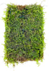 PLANTEREST Java Moss Vesicularia Dubyana Mats US Grow Live Aquarium Plant Tropical Freshwater