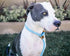 Ultra Reflective Premium Dog Slip Leash, 6 Foot Mountain Climbing Rope, Great for Training Strong Pullers (Woof Blue