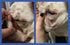 2 Pack 2 Oz. Squishface Wrinkle Paste - - Bulldog, French Bulldog, Pug, English Bulldog Cleans Wrinkles, Tear Stain
