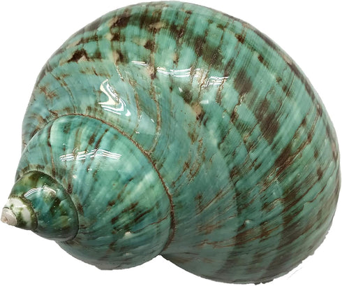 GENERIC 1PC (3.5Inch ~4inch) Natural Fluorescent Conch Hermit Crab Shells Can be Used as Hermit Crab Replacement