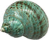 GENERIC 1PC (3.5Inch ~4inch) Natural Fluorescent Conch Hermit Crab Shells Can be Used as Hermit Crab Replacement