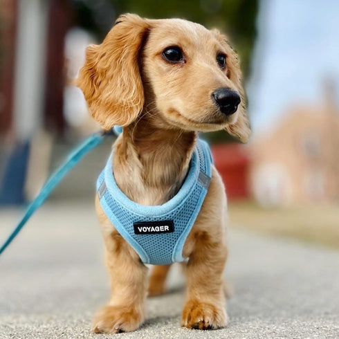 Best Pet Supplies No Pull Harness for Small, Medium Dogs, Cats - All Weather Mesh, Reflective, Baby Blue, XS