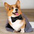 Segarty Bow Ties for Dogs - Adjustable Black Bowtie Collar for Small Medium Dogs, Durable Cats Neck Tie Tuxedo Grooming