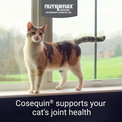 Omega-3s, 80 Count Nutramax Cosequin for Cats Joint Health Supplement, Contains Glucosamine for Cats, Plus Chondroitin