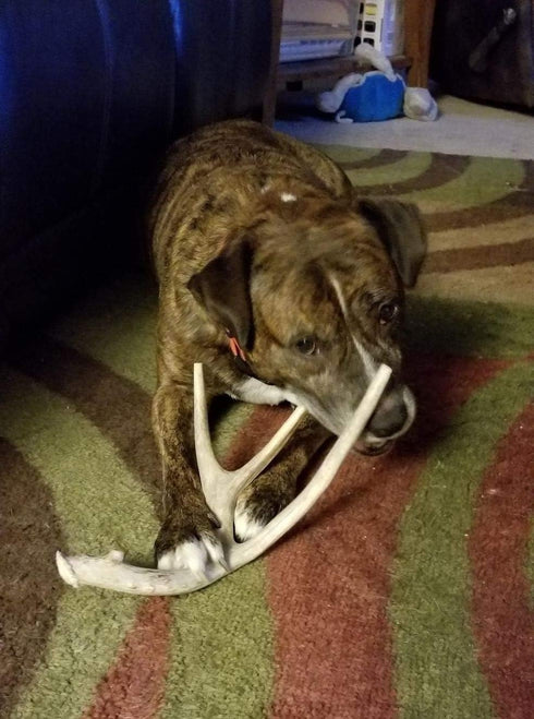 XL Deer Antler Dog Chew - Jumbo, Extra Large for Large Dogs and Aggressive Chewers