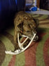 XL Deer Antler Dog Chew - Jumbo, Extra Large for Large Dogs and Aggressive Chewers