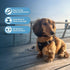 Voyager Step-In Air Dog Harness, All Weather Mesh, Reflective, No Pull for Small & Medium Dogs, Black/Black Trim, M