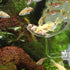 Bilindasly Acrylic Shrimp Feeding Dish, Floral Shrimp Bowl with Suction Cup for Aquarium Fish Tank