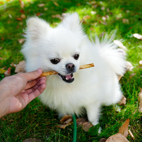 MON2SUN 5 Inch 120 Count Dog Rawhide Twist Sticks Chicken Flavor Thin Sticks Rawhide Chews Treats for Puppy and Small